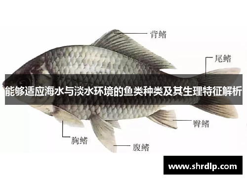 能够适应海水与淡水环境的鱼类种类及其生理特征解析